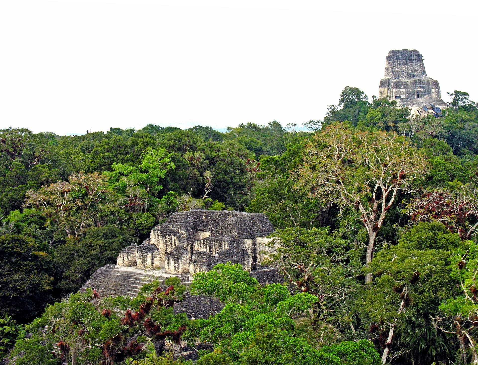 Tikal al Amanecer