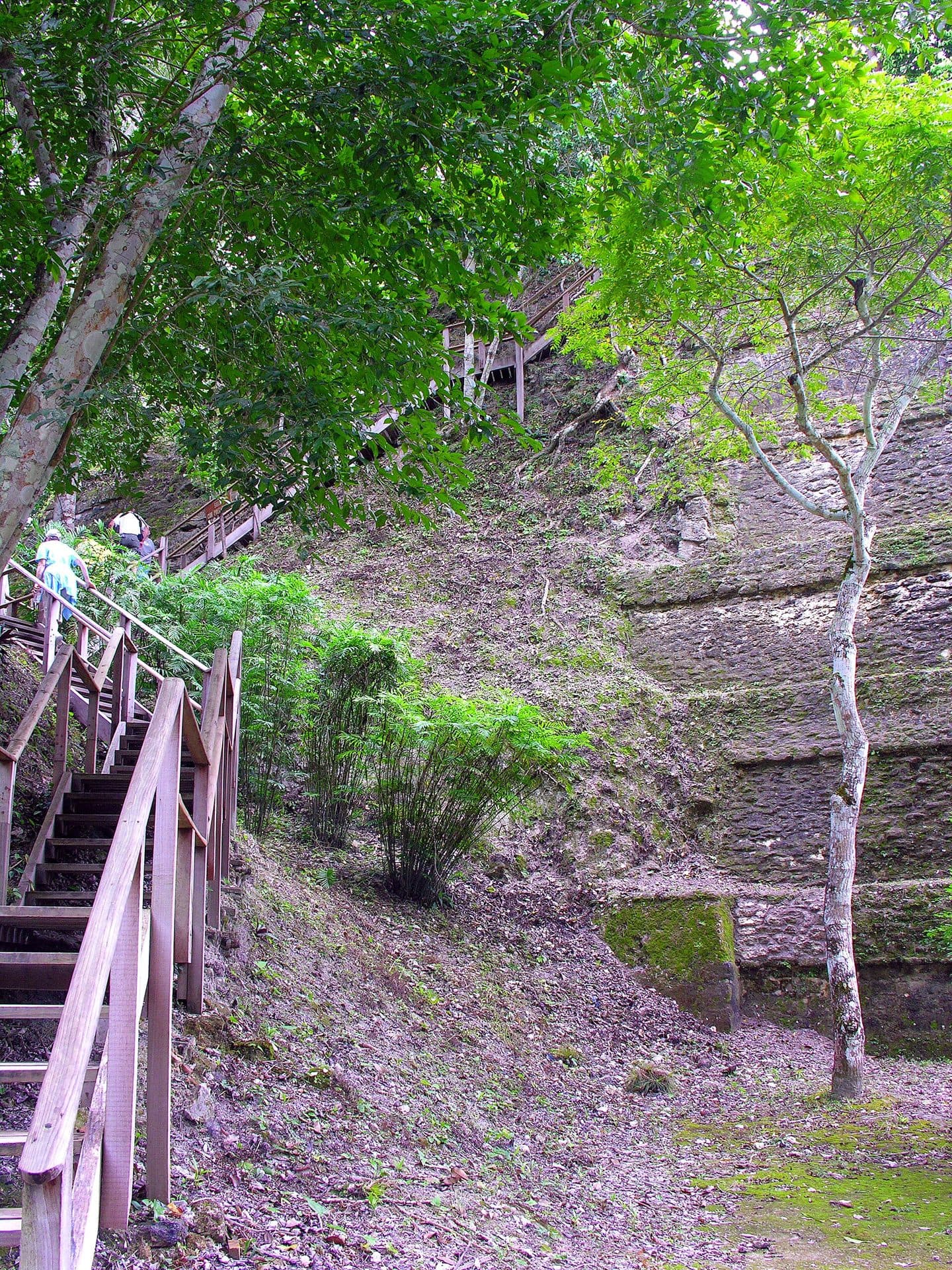 Escalinata entre la selva en el sitio de Yaxhá
